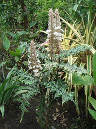 Image result for Acanthus montanus