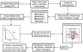 Alcohol Its Absorption Distribution Metabolism And