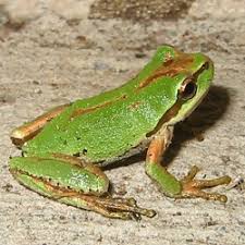 I have a baby white tree frog he eats two crickets each day. Pacific Tree Frog