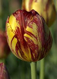Royal Sovereign 1820 English Florist Aka Charles X Defiance Duke Of Lancaster Le Conquerant Page S Tulip Flower Pictures Tulips Tulips Flowers