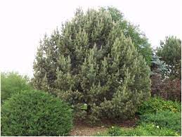 Huge collection, amazing choice, 100+ million high quality, affordable rf and rm images. What Is The State Tree Of New Mexico Whatsanswer