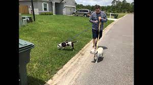 Volunteering with shelters & rescues. On Your Side Georgia Animal Shelter Accused Of Horrible Conditions For Animals Firstcoastnews Com