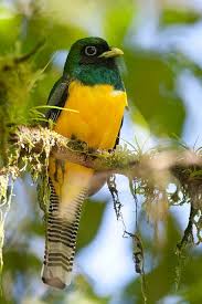 Baby Birds With Yellow Tail Feathers Black Throated Trogon Photo By Bill Walker Birds Bird Feathers Beautiful Birds