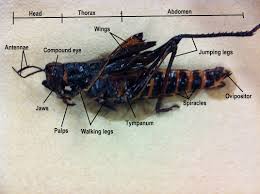 Save your dollars for your business. Arthropoda Biology 11 Honours Animalia Labs