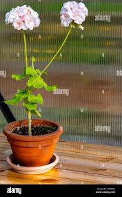 Image result for Pelargonium whytei