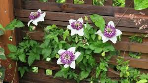 Maybe you would like to learn more about one of these? Pruning Clematis The Garden Website Com