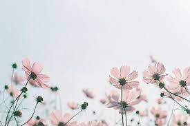 Minimalist aesthetic flower desktop wallpaper. Untitled Desktop Wallpaper Art Vintage Desktop Wallpapers Computer Wallpaper Desktop Wallpapers