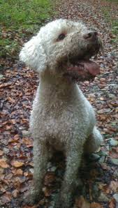 Er mag auch gerne im auto mit fahren, tierarzt und frisör ein thema. Lagotto Romagnolo Kleiner Italiener Mit Ziemlich Grossem Potenzial Zum Herzensbrecher Crazy Dog Fred Hundeschule Sabine Meixner