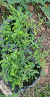 Image result for Phyllanthus glaucophyllus