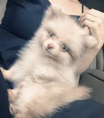 The truth about white pomeranian dogs. Lavender Pomeranian Puppies For Sale Pets Lovers