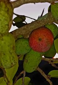 Image result for Hexalobus monopetalus