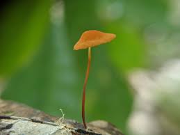 Image result for Marasmius siccus