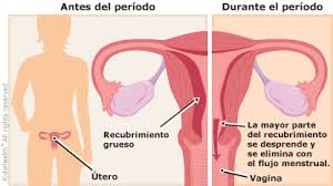Todo Sobre La Menstruacion Para Adolecentes Rady Children S Hospital San Diego