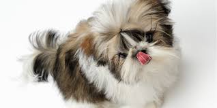 How big is a full grown imperial shih tzu? Why Your Shih Tzu Constantly Licks And What To Do Paws And Learn