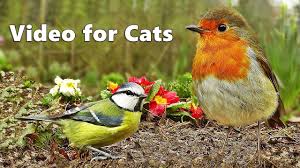 Birds For Cats To Watch Videos For Cats To Watch Bird Sounds Song Extravaganza A Video From Cornwall England For Your Cats Birds Grabbing Seeds And F Cat Gif Sound Song Cats