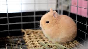 「ネザーランドドワーフ」の画像検索結果