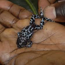 Image result for Isoglossa gregorii