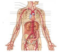 The femoral artery is a major artery and blood supplier to the lower limbs of the body. Major Systemic Arteries Pt 1