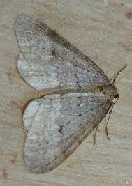 Image result for Operophtera fagata