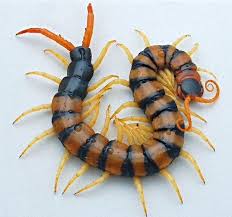 Black And Yellow Striped Centipede New Arrivals Zhuki Nasekomye Zhivotnye