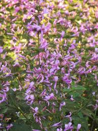 Image result for Hypoestes sp. aff. aristata B