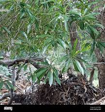 Image result for Breonadia