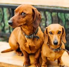 We did not find results for: Dachshunds Jigsaw Puzzle