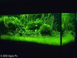 Basically, the plant is mostly found to grow in. Pin On Aquarium