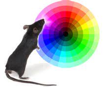 Color Vision For Mice