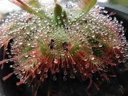 Sebelum itu, mari kita bahas dulu pengertian bunga matahari ya. Tanaman Pemakan Serangga Drosera Sessilifolia Shopee Indonesia
