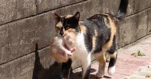 Pemberian madu sangat baik untuk kucing menyusui. Ulasan Obat Cacing Drontal Plus For Cat 8 Tablet Kucing Sobo