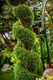 Image result for spiral cut juniper trees