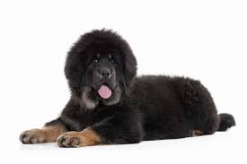 The outer coat is harsh in texture, thick, stands off the body, and ranges from fairly short to moderately long. Tibetan Mastiff Dogs Breed Information Omlet