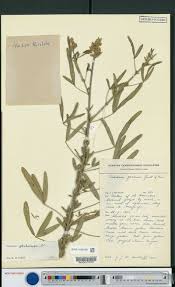 Image result for Crotalaria chrysochlora