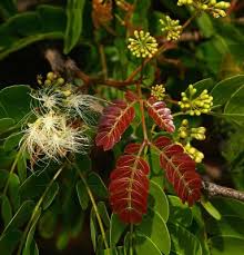 Image result for Cathormion