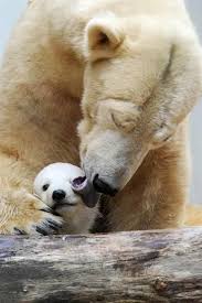 See full list on en.wikipedia.org Polar Bear Ursus Maritimus Native Largely Within The Arctic Circle It Is The World S Largest Land Carnivore And Al Polar Bear Cute Animals Animals Beautiful