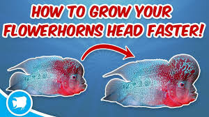 how to grow flowerhorn head faster flowerhorn head growth secrets