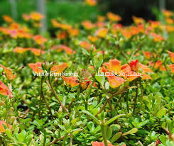 Image result for Portulaca