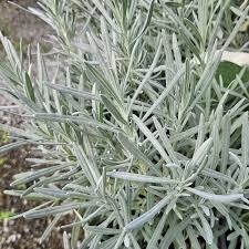 Image result for Lavandula angustifolia Vera