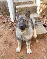 Some of our verified breeders have cheap puppies, more expensive or at least affordable full grown dogs for sale. Dwarf German Shepherd Everything About The Breed Faq