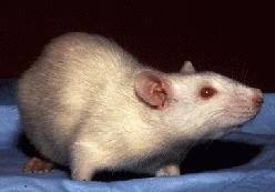 Laboratory Rat Wikipedia