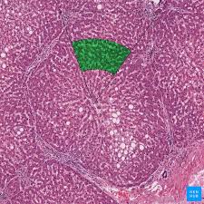 Download pdf worksheet (blank) download pdf worksheet (labeled) does it all look like a confusing blur to you? Liver Histology Structure Cells And Characteristics Kenhub