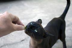 Homemade Cat Treats Give Your Cat Some Love From Your Oven Cat Treats Homemade Cat Treats Homemade Cat