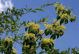 Image result for Hippocratea parviflora