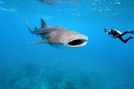 The seychelles islands, victoria, seychelles. Top Reasons To Dive The Seychelles Deeperblue Com