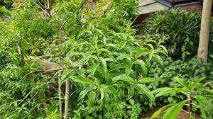 Image result for Aloysia
