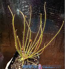 Image result for Ficinia filiformis