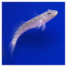 Image result for Tinnea galpinii