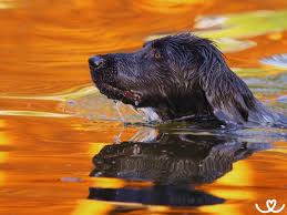 Image result for Velký münsterlandský ohař