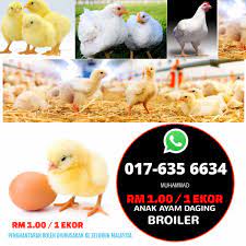 Pembekal anak ayam runcit dan borong. Pembekal Anak Ayam Daging Broiler Home Facebook